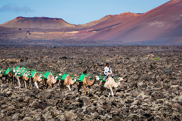 Camellos en la lava, Yaiza.