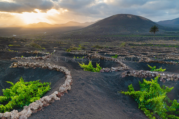 Atardecer entre vides en La Geria - Lanzarote.