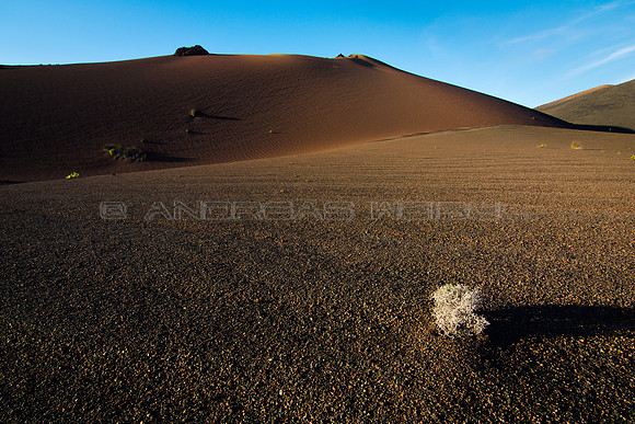 Lucha de sobrevivencia en el Parque Nacional de Timanfaya.