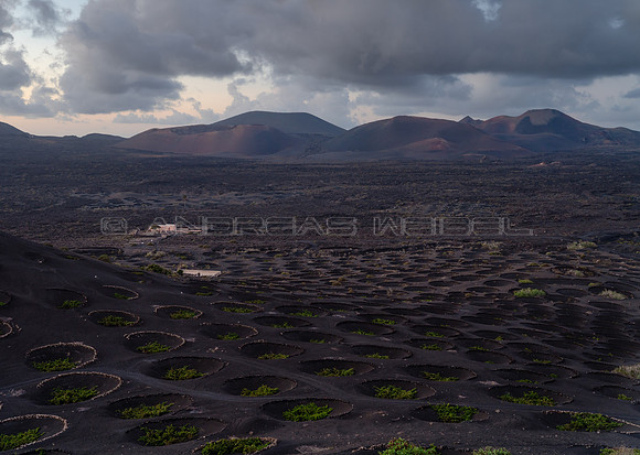 Viñedo ante volcanes - La Geria, Yaiza.