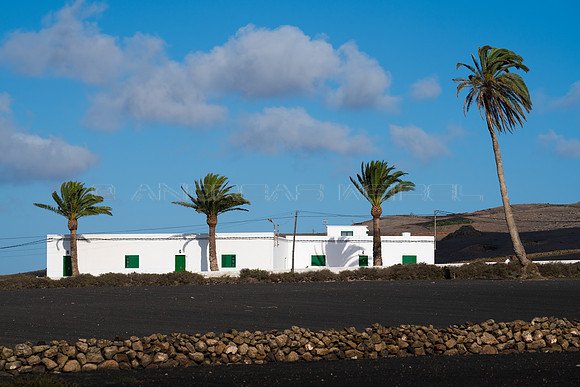 Casa conejera con palmeras - La Vegueta.