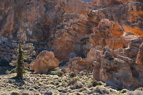 Pino con Roques - P.N. del Teide, Tenerife.