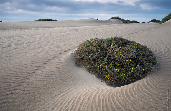 Aulaga en las dunas de Famara - 60x40cm