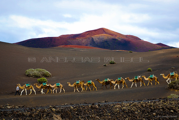Camellos en Timanfaya - 60x40cm