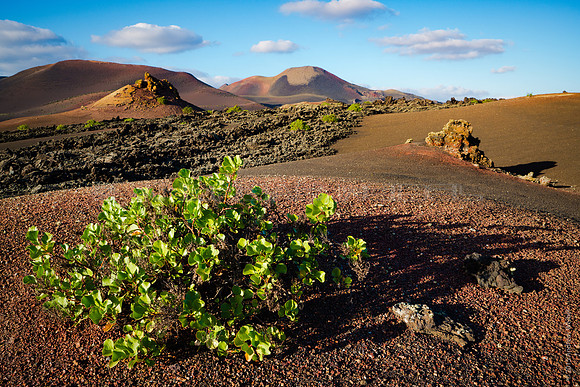 Vinagrera en Timanfaya - 60x40cm