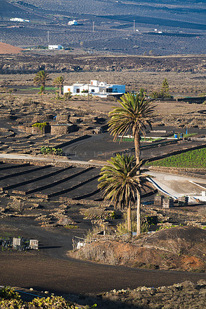 Paisaje rural en La Geria - Tías.