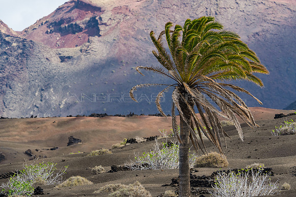 Palmera ante volcán - Parque Nacional de Timanfaya, Yaiza.
