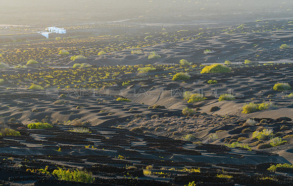 Viñedos con finca - La Geria, Yaiza.