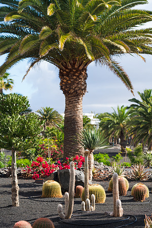 Cacti con palmera - Las Cucharas, Costa Teguise.