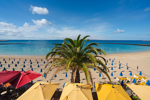 Palmera ante Playa Dorada - Playa Blanca, Yaiza.