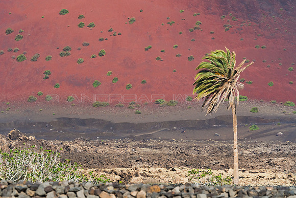 La palmera y el volcán - Masdache.