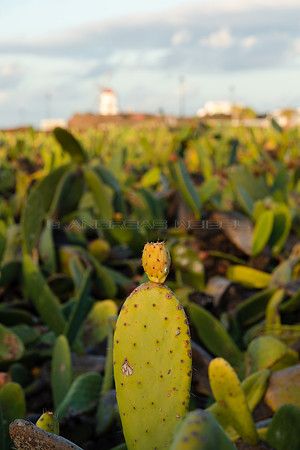 Campo de tuneras para la producción de Cochinilla - Guatiza, Te