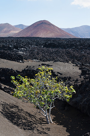 Higuera y volcan - Higuera ante el Pico Redondo, Yaiza.