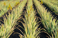 Cultivo de Aloe Vera - Órzola, Haria.