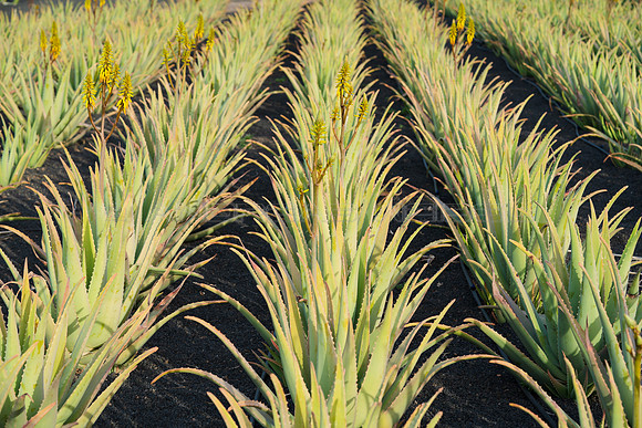 Cultivo de Aloe Vera - Órzola, Haria.