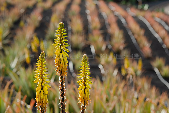 Flor de Aloe Vera - Órzola, Haria.
