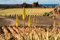 Flor con cultivos - Plantación de Aloe Vera en Órzola, Haria.