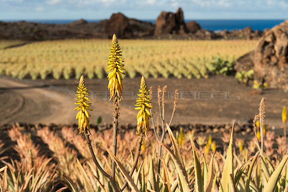 Flor con cultivos - Plantación de Aloe Vera en Órzola, Haria.