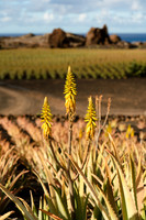 Flor ante campo - Aloe Vera en Órzola, Haria.