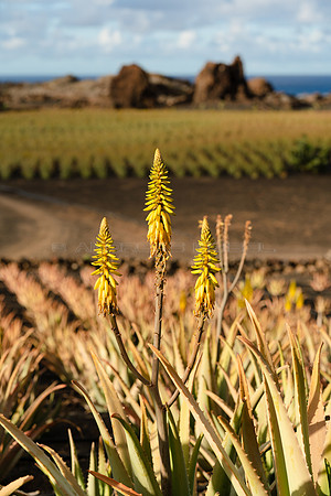 Flor ante campo - Aloe Vera en Órzola, Haria.