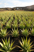 Plantación con Finca - Aloe Vera cerca de Órzola, Haria.