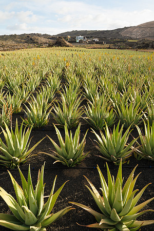Plantación con Finca - Aloe Vera cerca de Órzola, Haria.