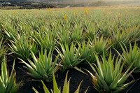 Plantación de Aloe Vera - Órzola, Haria.