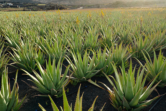 Plantación de Aloe Vera - Órzola, Haria.