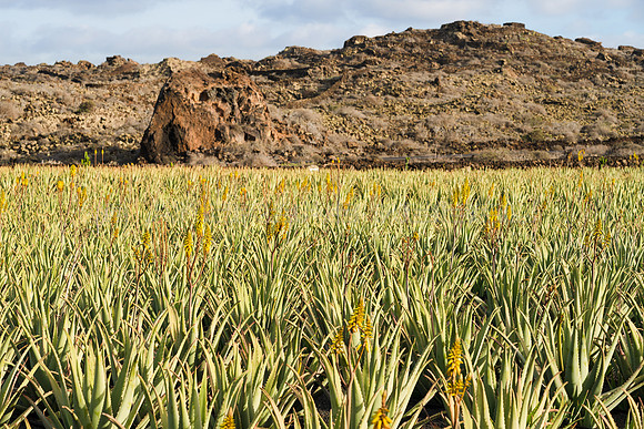 Campo de Aloe Vera cerca de Órzola - Haria.