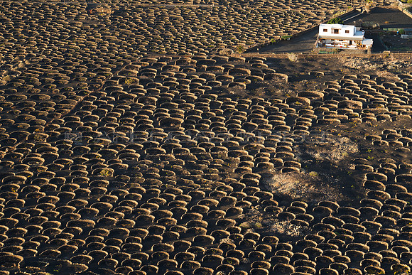 Un paisaje de Zocos - Masdache, Tías.