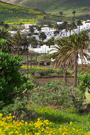 Vista entre palmeras - Haria el "jardín" de Lanzarote.