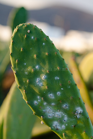 Hoja de Tunera (Opuntia) con Cochinilla y Caracol - Guatiza, Teg