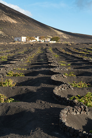 Alineado - Viñedo con finca en La Geria, Yaiza.