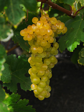 Racimo de uva Malvasia Volcánica en La Geria.