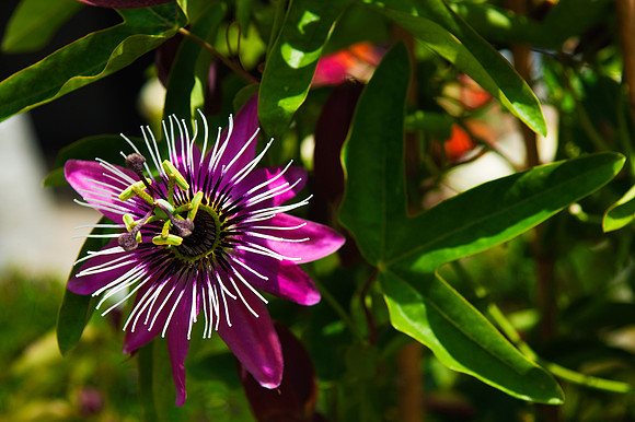 Blumenpracht