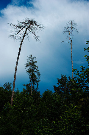 Waldsterben