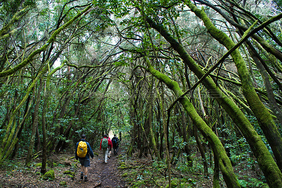 Senderismo en el Parque Nacional Garajonay - La Gomera, Islas Canarias