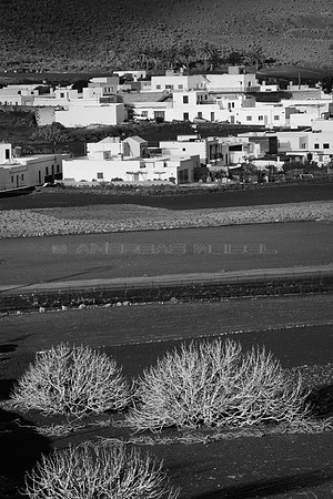 Higeras en Máguez - Lanzarote, Canarias