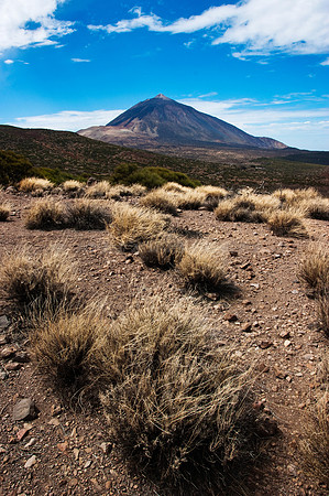 Hierba pajonera ante el Teide - Tenerife, Islas Canarias