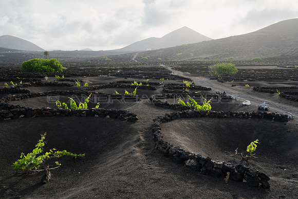 Una mañana cualquiera en La Geria - Yaiza, Lanzarote.
