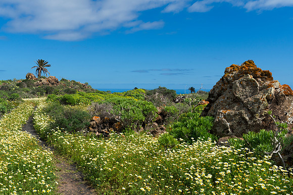 Un jardín entre rocas - cerca de Haria, Lanzarote.