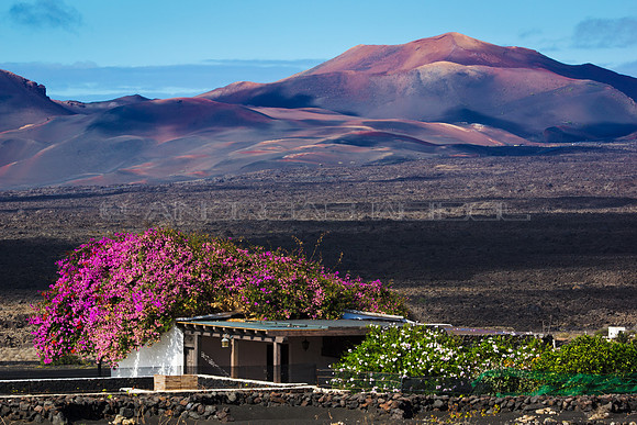 Casita con Buganvilla ante Timanfaya - Lanzarote, Canarias