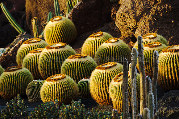 Cacti en la luz del atardecer - Jardín de Cactus, Guatiza.