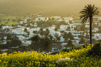 Palmera sobre Haría - Lanzarote, Islas Canarias