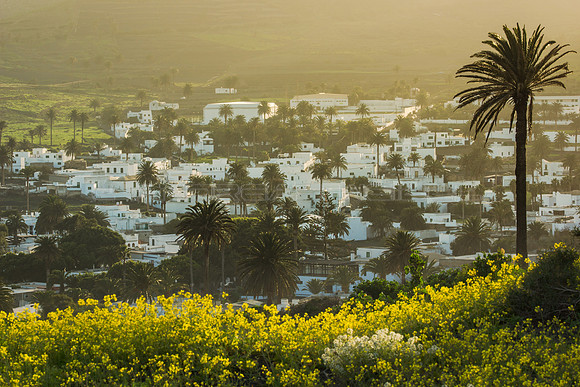 Palmera sobre Haría - Lanzarote, Islas Canarias