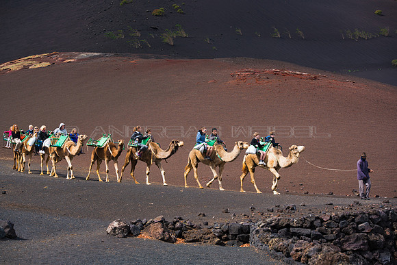 En camello por Timanfaya - Lanzarote, Islas Canarias