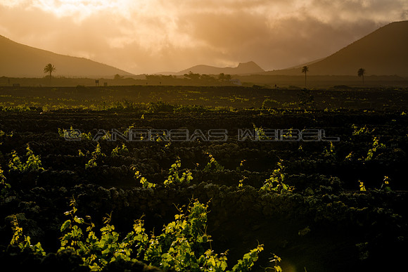 Viñedos, palmeras y volcanes - La Geria, Lanzarote
