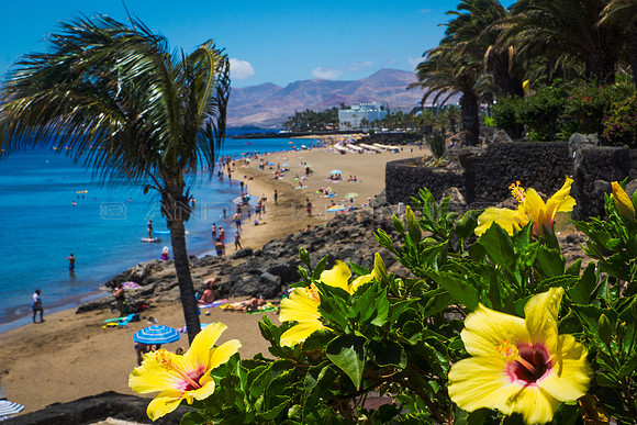 Hibiscus, palmera y playa - Puerto del Carmen