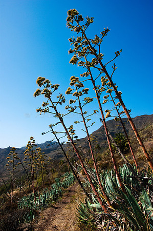Piteras enfiladas - La Gomera