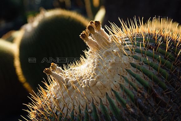 Retrato de cactus - Jardín de Cactus, Guatiza, Lanzarote
